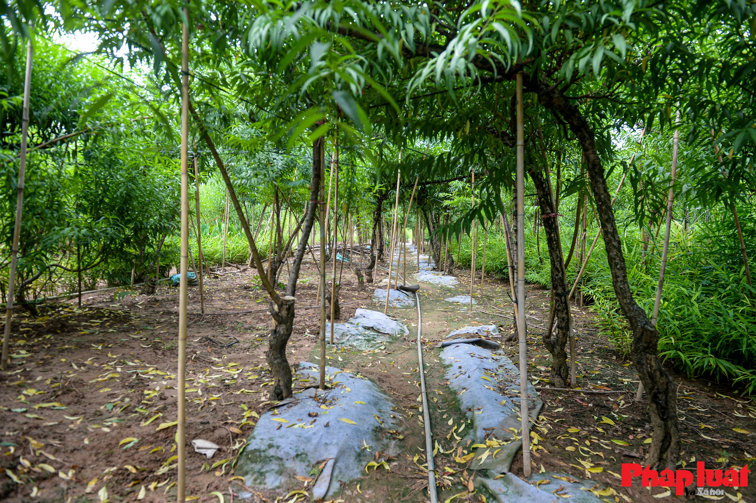 Người Nhật Tân chằng chéo, bảo vệ đào chống bão Ragasa và Bualoi