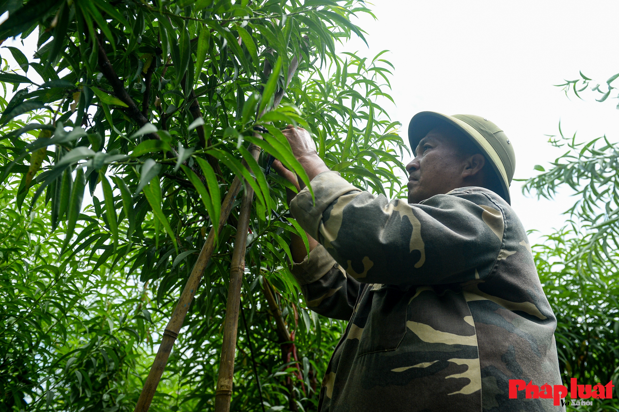 Người Nhật Tân chằng chéo, bảo vệ đào chống bão Ragasa và Bualoi