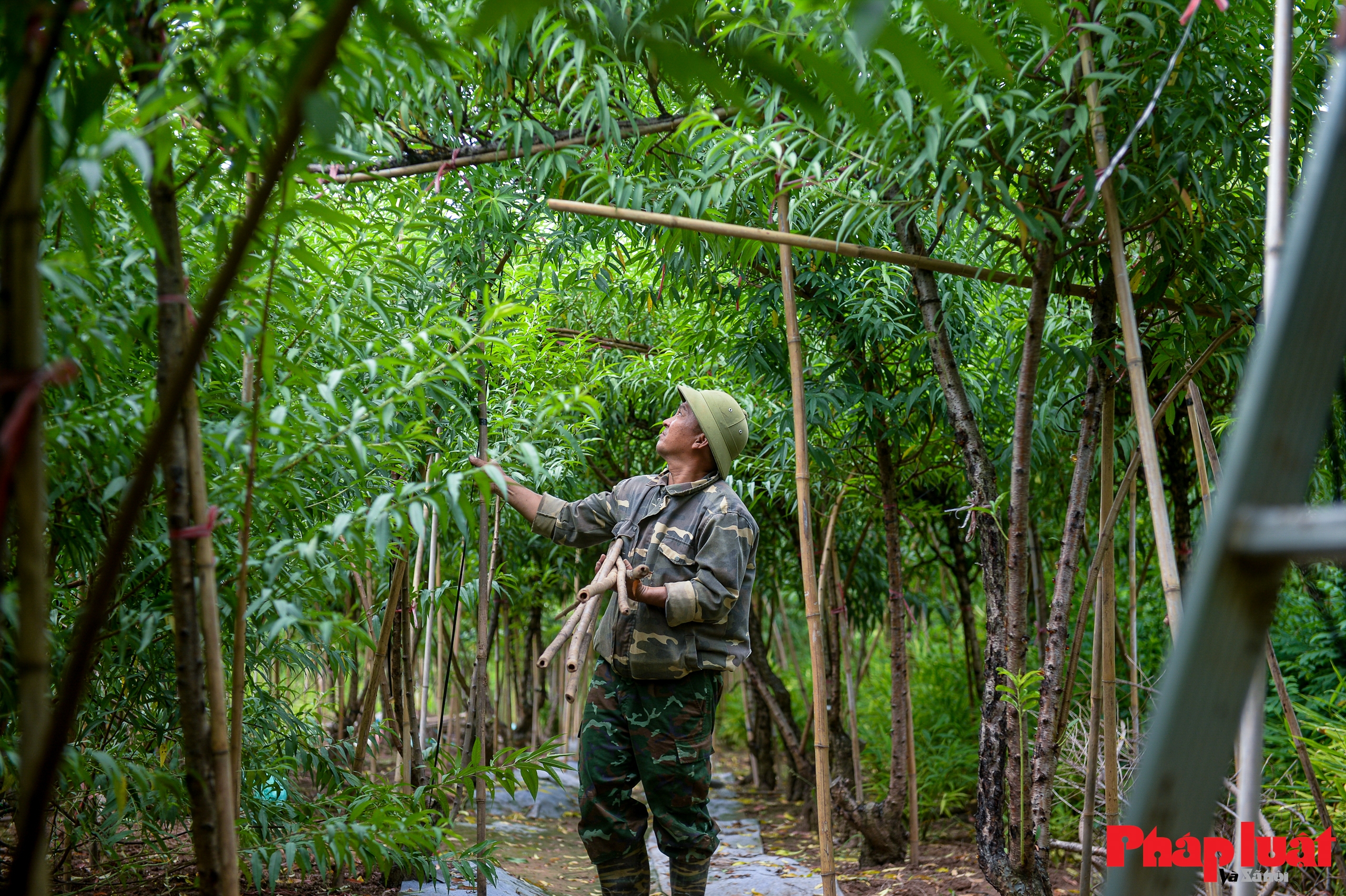 Người Nhật Tân chằng chéo, bảo vệ đào chống bão Ragasa và Bualoi