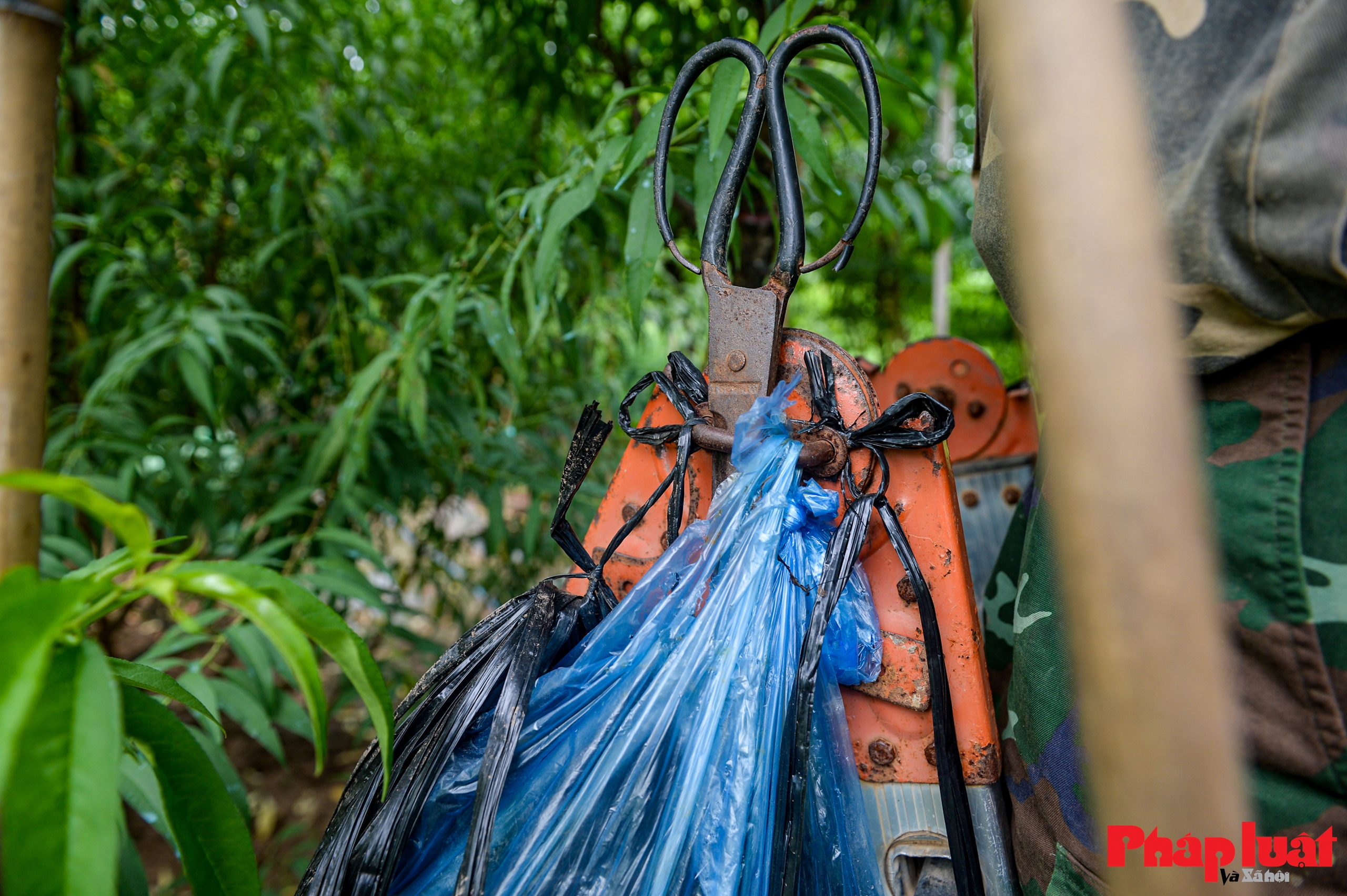 Người Nhật Tân chằng chéo, bảo vệ đào chống bão Ragasa và Bualoi