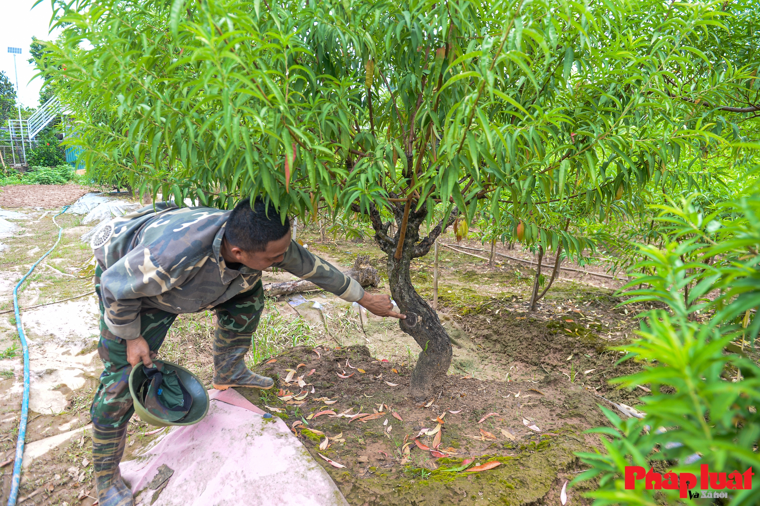 Người Nhật Tân chằng chéo, bảo vệ đào chống bão Ragasa và Bualoi