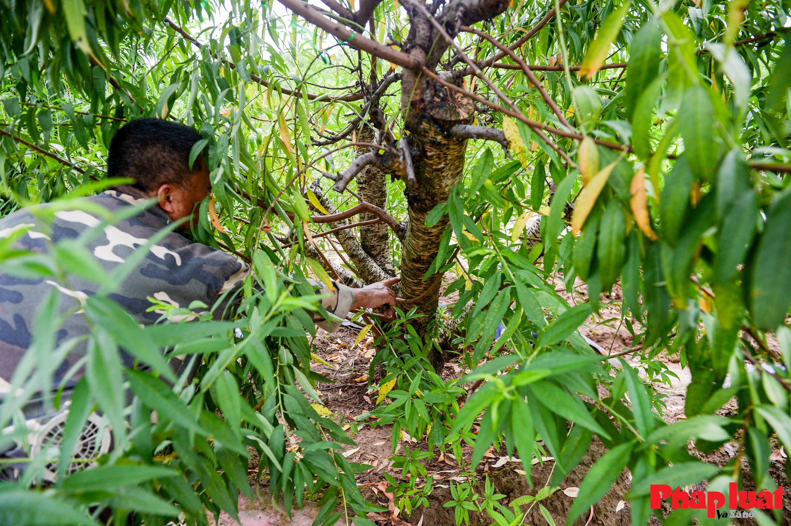 Người Nhật Tân chằng chéo, bảo vệ đào chống bão Ragasa và Bualoi