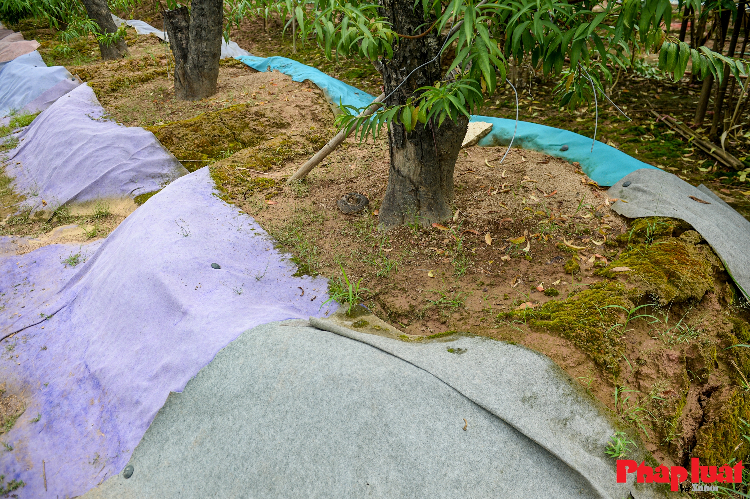 Người Nhật Tân chằng chéo, bảo vệ đào chống bão Ragasa và Bualoi