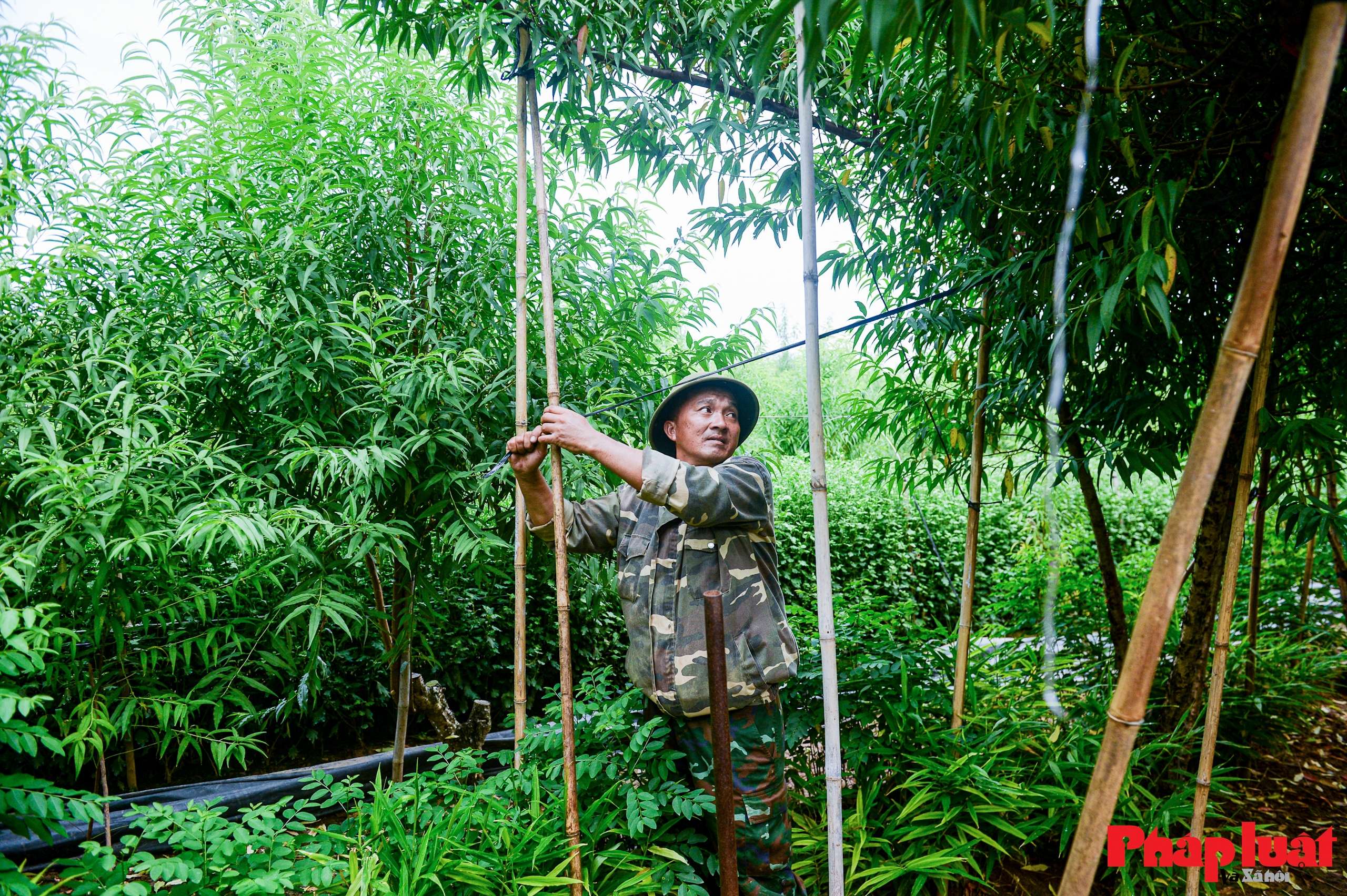 Người Nhật Tân chằng chéo, bảo vệ đào chống bão Ragasa và Bualoi