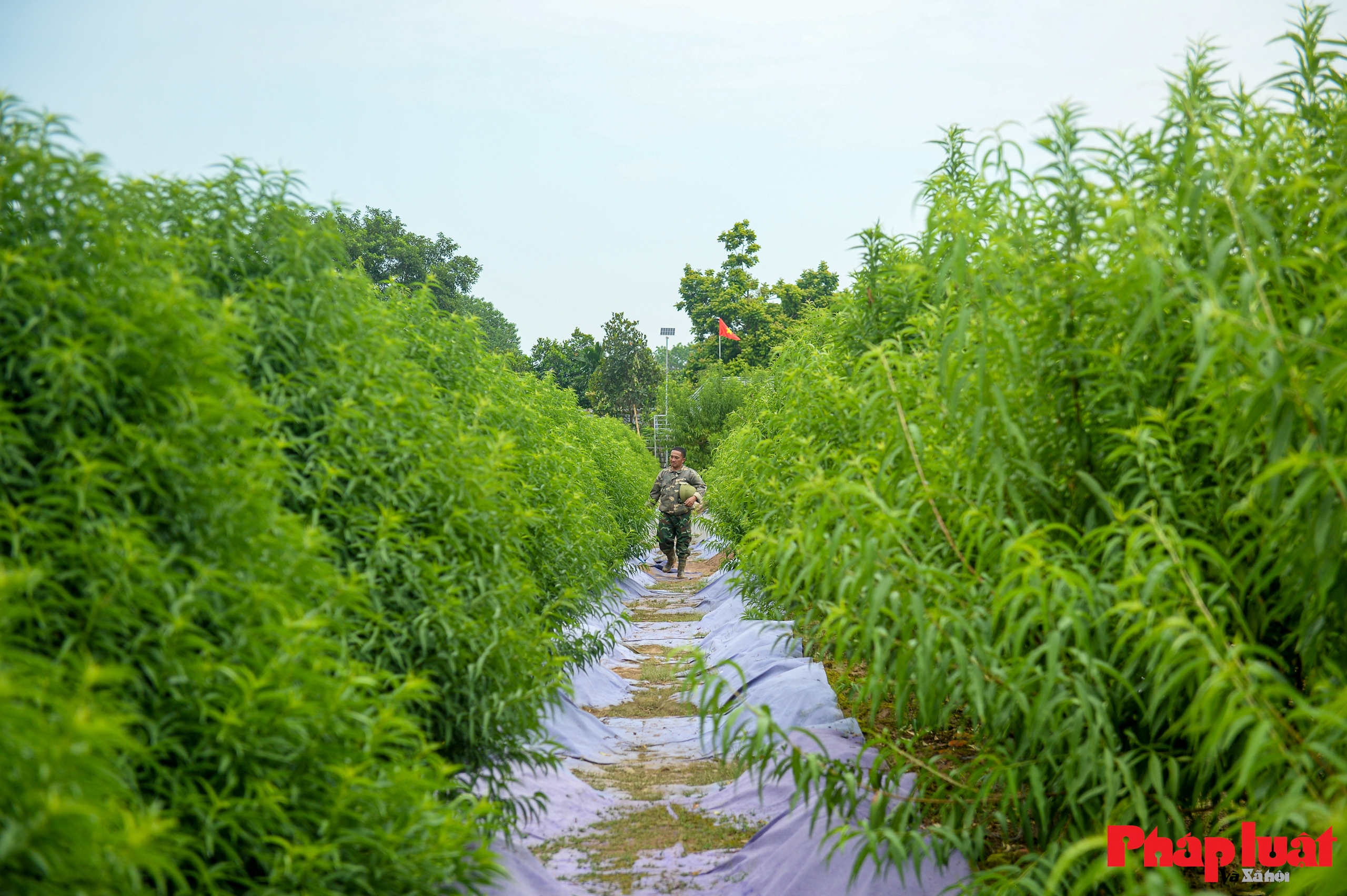 Người Nhật Tân chằng chéo, bảo vệ đào chống bão Ragasa và Bualoi