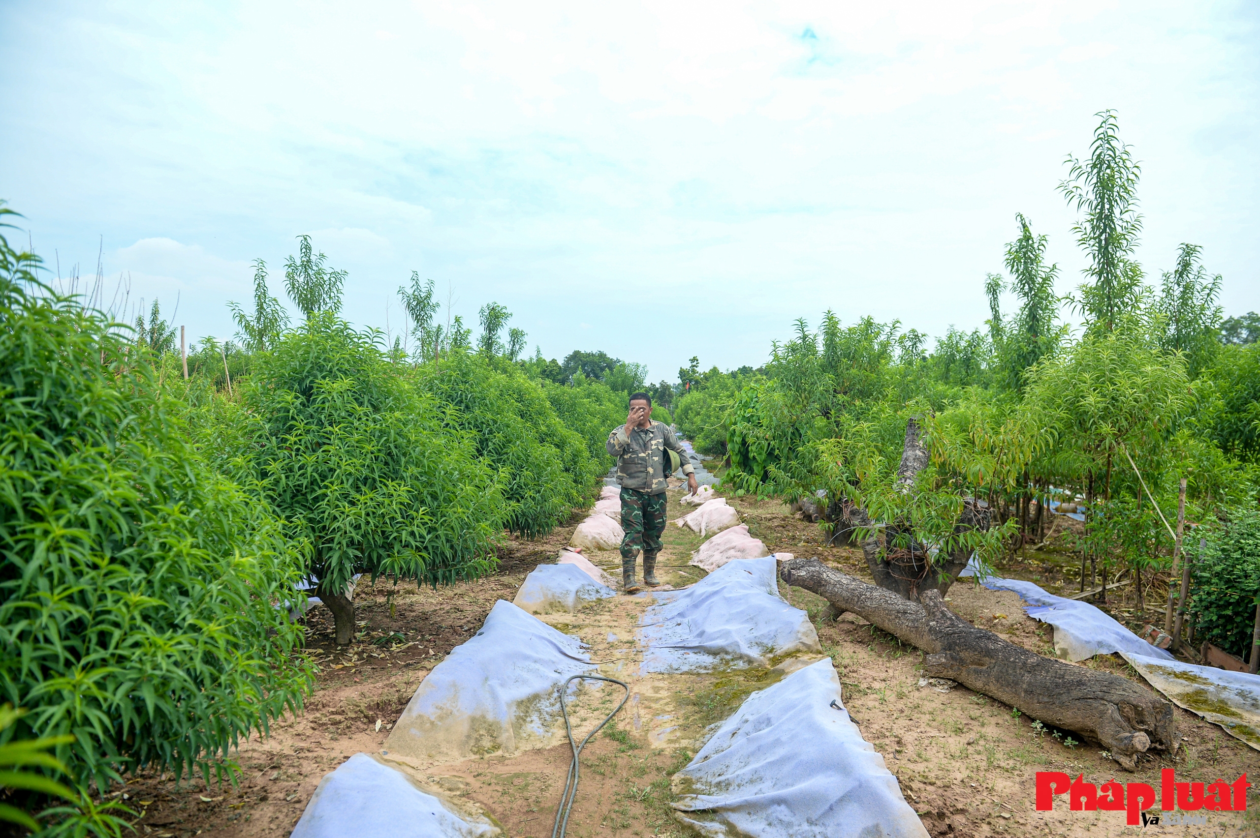 Người Nhật Tân chằng chéo, bảo vệ đào chống bão Ragasa và Bualoi