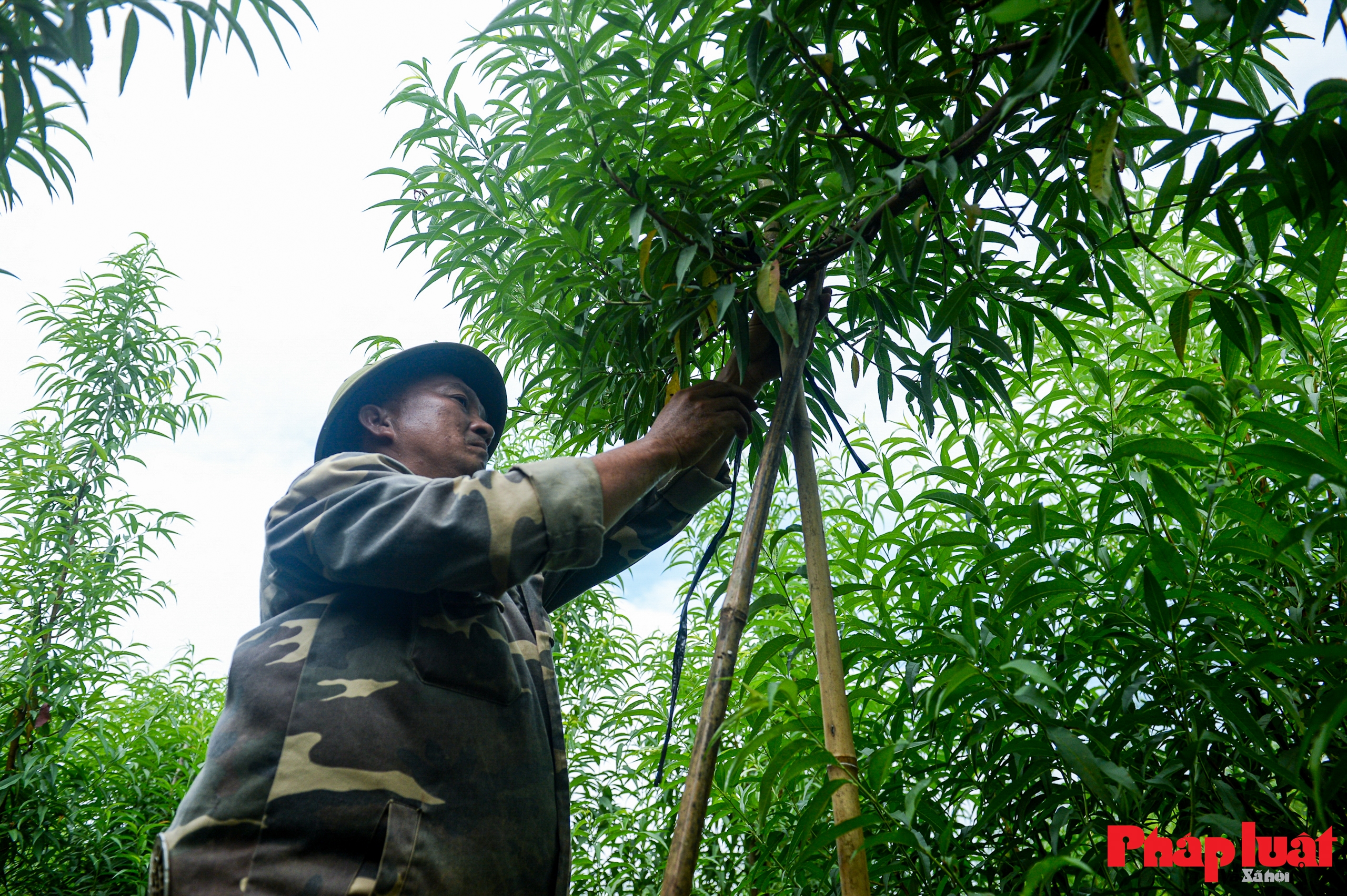 Người Nhật Tân chằng chéo, bảo vệ đào chống bão Ragasa và Bualoi