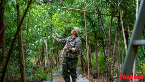 Người Nhật Tân chằng chéo, bảo vệ đào chống bão Ragasa và Bualoi