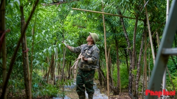Người Nhật Tân chằng chéo, bảo vệ đào chống bão Ragasa và Bualoi