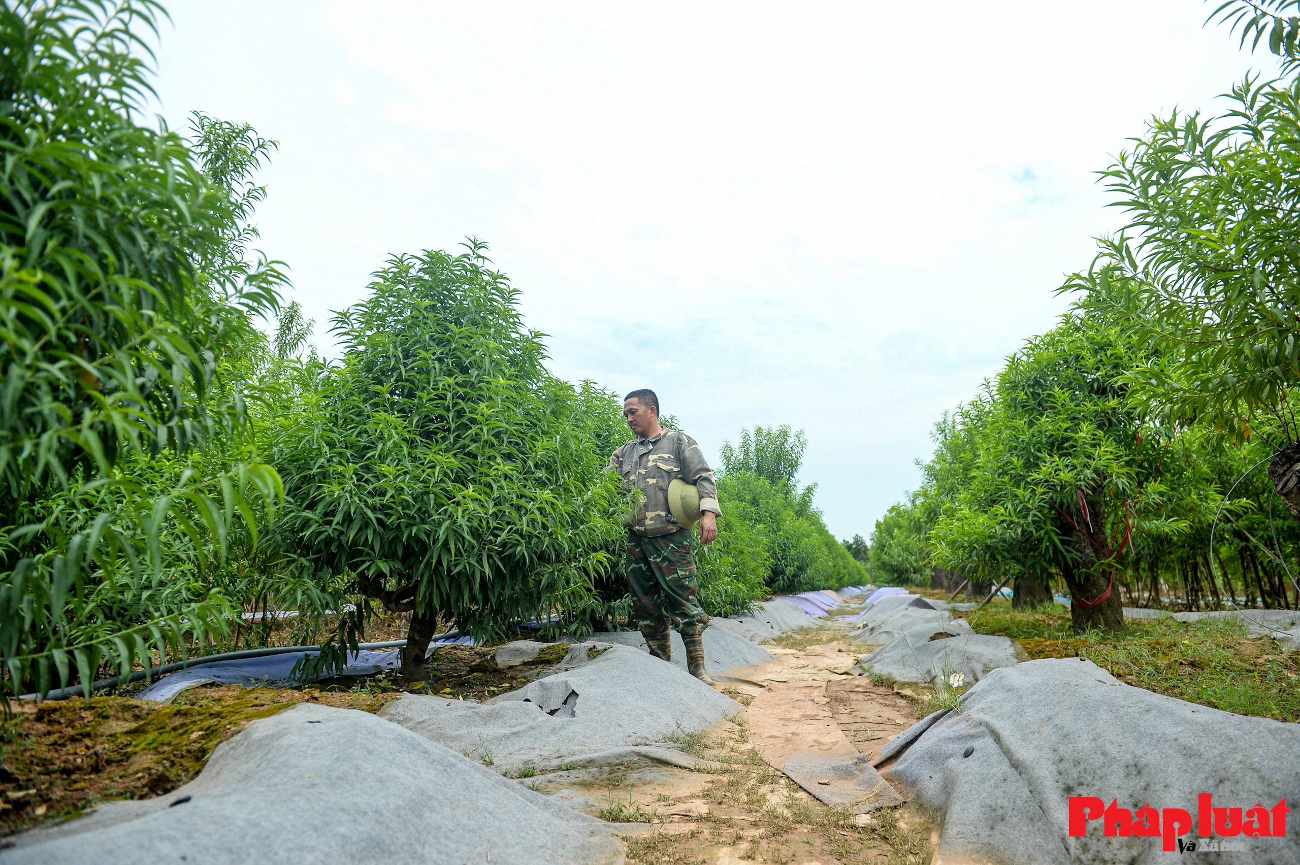 Người Nhật Tân chằng chéo, bảo vệ đào chống bão Ragasa và Bualoi