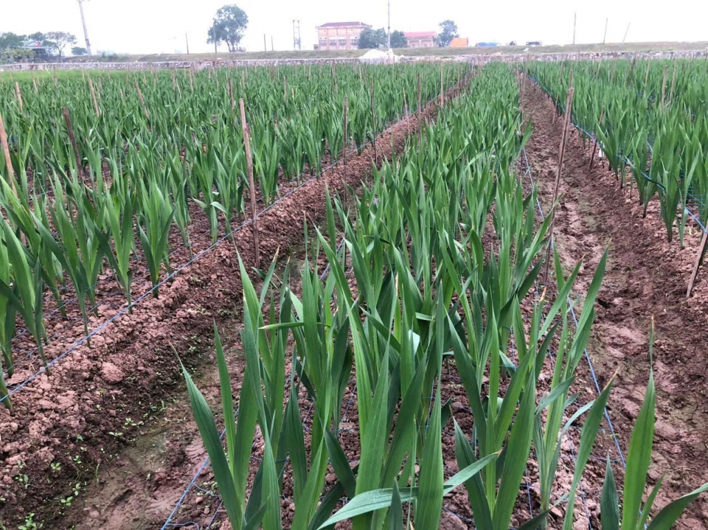 Ứng dụng công nghệ cao vào sản xuất nông nghiệp