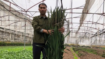 Ứng dụng công nghệ cao vào sản xuất nông nghiệp