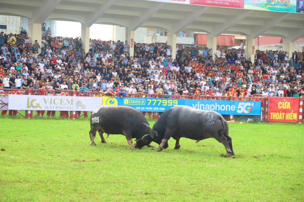Một số hình ảnh chọi trâu Đồ Sơn năm nay