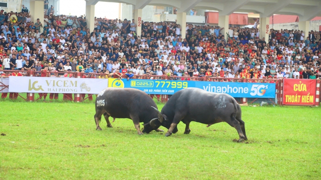 Gay cấn, sôi động Lễ hội chọi trâu truyền thống Đồ Sơn - VTV năm 2025