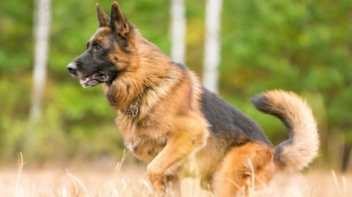 Phẫu thuật trong “giờ vàng” phục hồi gương mặt cho bé trai bị chó béc-giê cắn