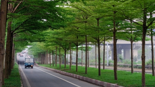 Xanh hóa các tuyến đường Hà Nội