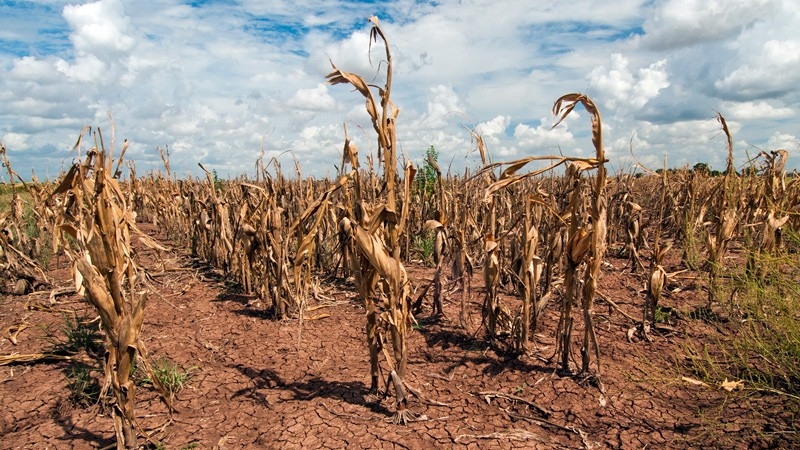 Biến đổi khí hậu làm gia tăng nguy cơ ngộ độc thực phẩm toàn cầu