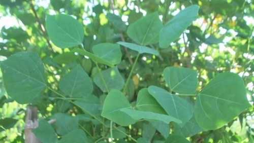 Ăn lá vông nem để dễ ngủ, người đàn ông phải nhập viện cấp cứu