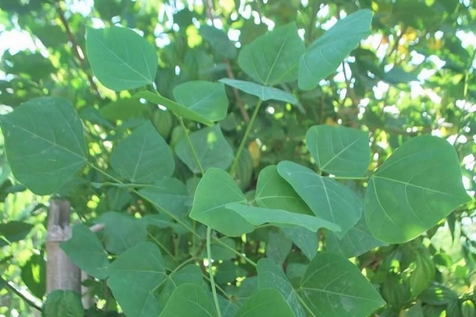 Ăn lá vông nem để dễ ngủ, người đàn ông phải nhập viện cấp cứu