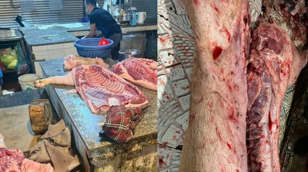 Triệt phá đường dây mua bán hơn 60 tấn lợn nhiễm dịch bệnh ở Hà Nội