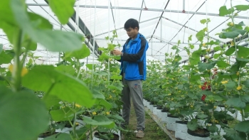 Chính sách phát triển nông nghiệp, nông thôn thành phố Hà Nội