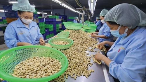 Ngành điều Việt Nam kỳ vọng chạm mốc 5 tỷ USD trong năm 2025