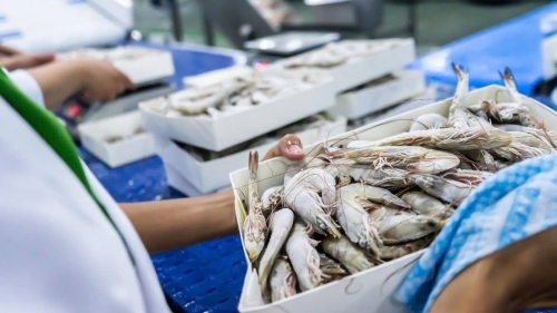 Tôm Việt Nam lập kỷ lục xuất khẩu 3,4 tỷ USD sau 9 tháng