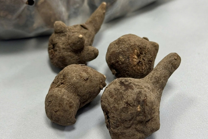 undefined Cấp cứu kịp thời cụ bà 78 tuổi ngộ độc nặng do uống củ ấu tầu sống chữa đau khớp