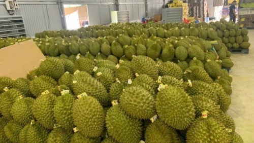 Trung Quốc chi gần 1 tỷ USD mua sầu riêng Việt, chiếm hơn 93% tổng xuất khẩu