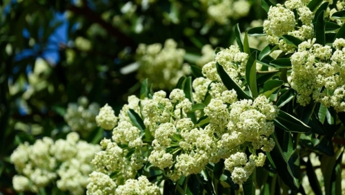 Vấn vương hương hoa sữa bên thềm!