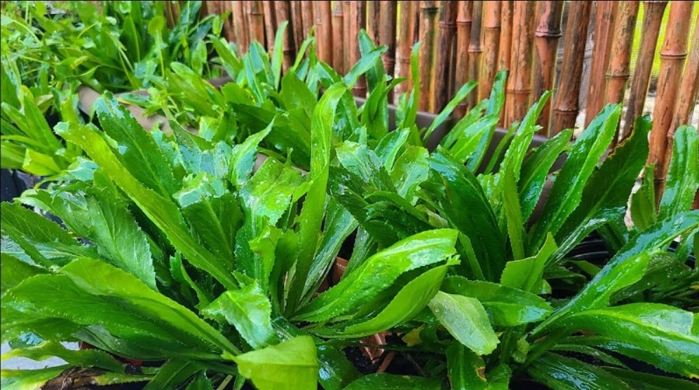 Mùi tàu – gia vị quen thuộc, vị thuốc quý hỗ trợ tiêu hóa và giảm viêm tự nhiên