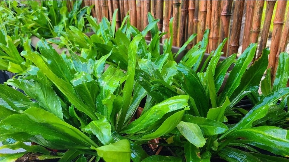 Mùi tàu – gia vị quen thuộc, vị thuốc quý hỗ trợ tiêu hóa và giảm viêm tự nhiên