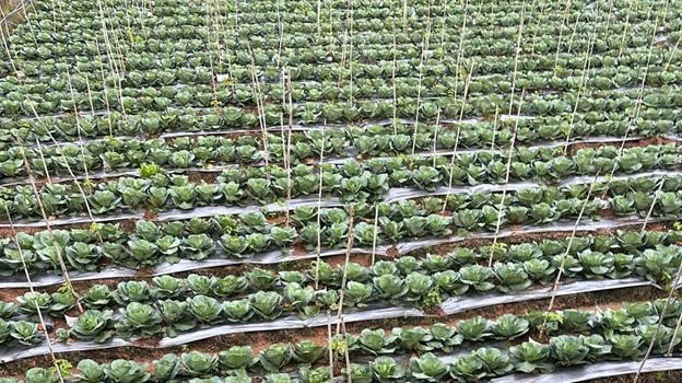 Ứng dụng thực tế ống nhựa Ströman trong hệ thống tưới tiêu, minh chứng cho chất lượng và tính bền vững