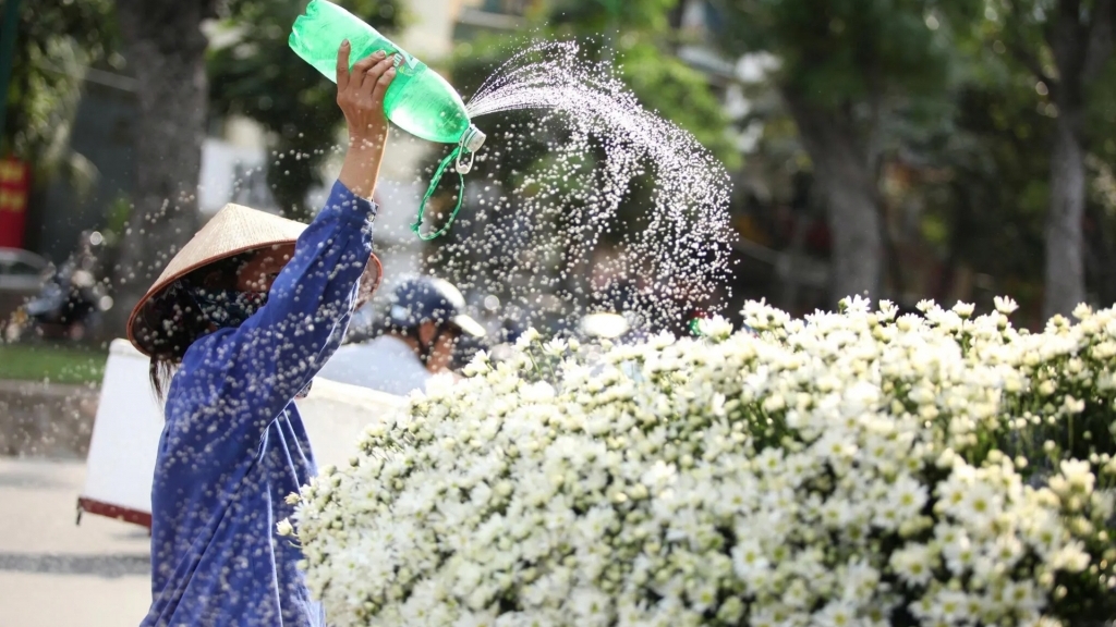 Chạm mùa cúc họa mi