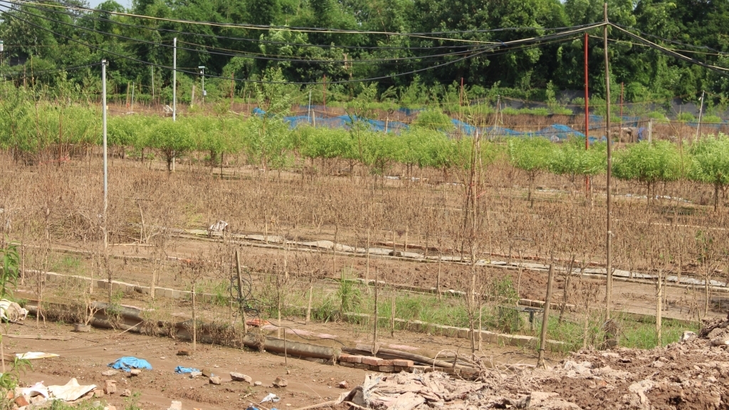 Làng đào ven sông Hồng “oằn mình” sau hai mùa lũ liên tiếp
