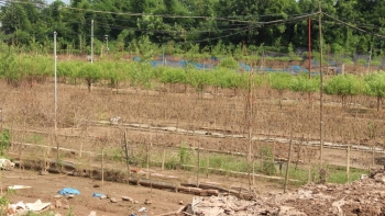 Làng đào ven sông Hồng “oằn mình” sau hai mùa lũ liên tiếp