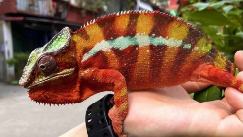 Bị tắc kè cắn, nữ bệnh nhân phải nhập viện cấp cứu