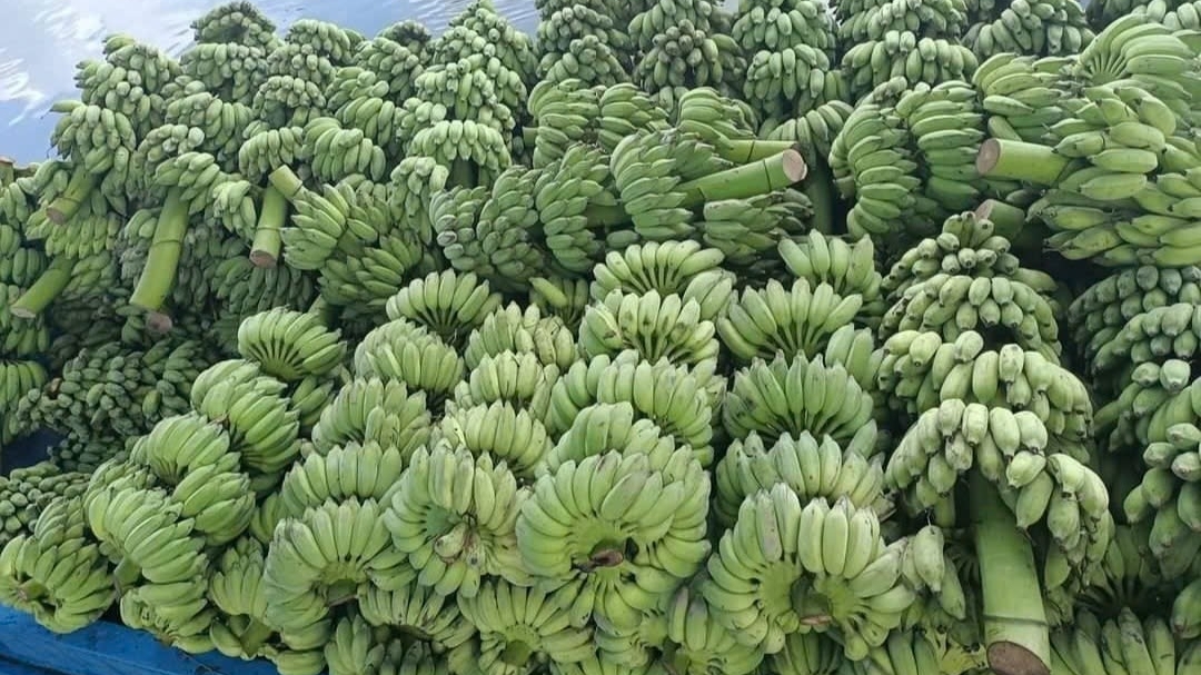 Chuối Việt Nam đứng trước cơ hội vươn lên nhóm xuất khẩu tỷ USD