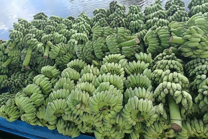 undefined Chuối Việt Nam đứng trước cơ hội vươn lên nhóm xuất khẩu tỷ USD