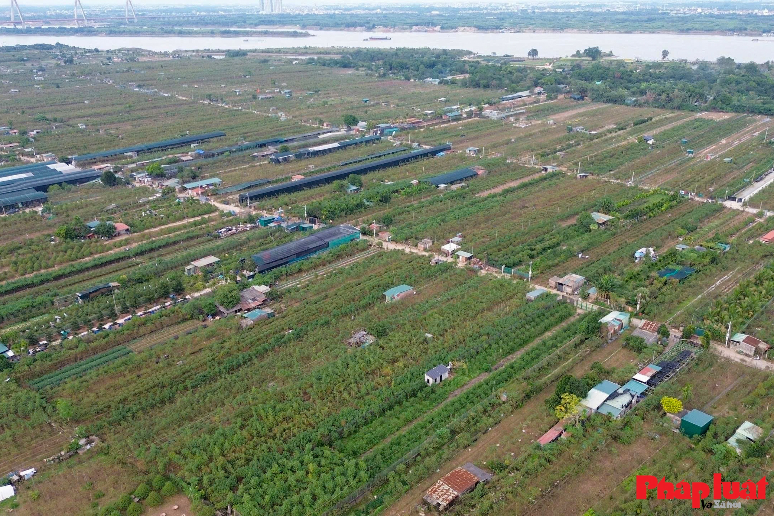 Làng quất Tứ Liên vào vụ tạo thế, tất bật chờ mùa Tết