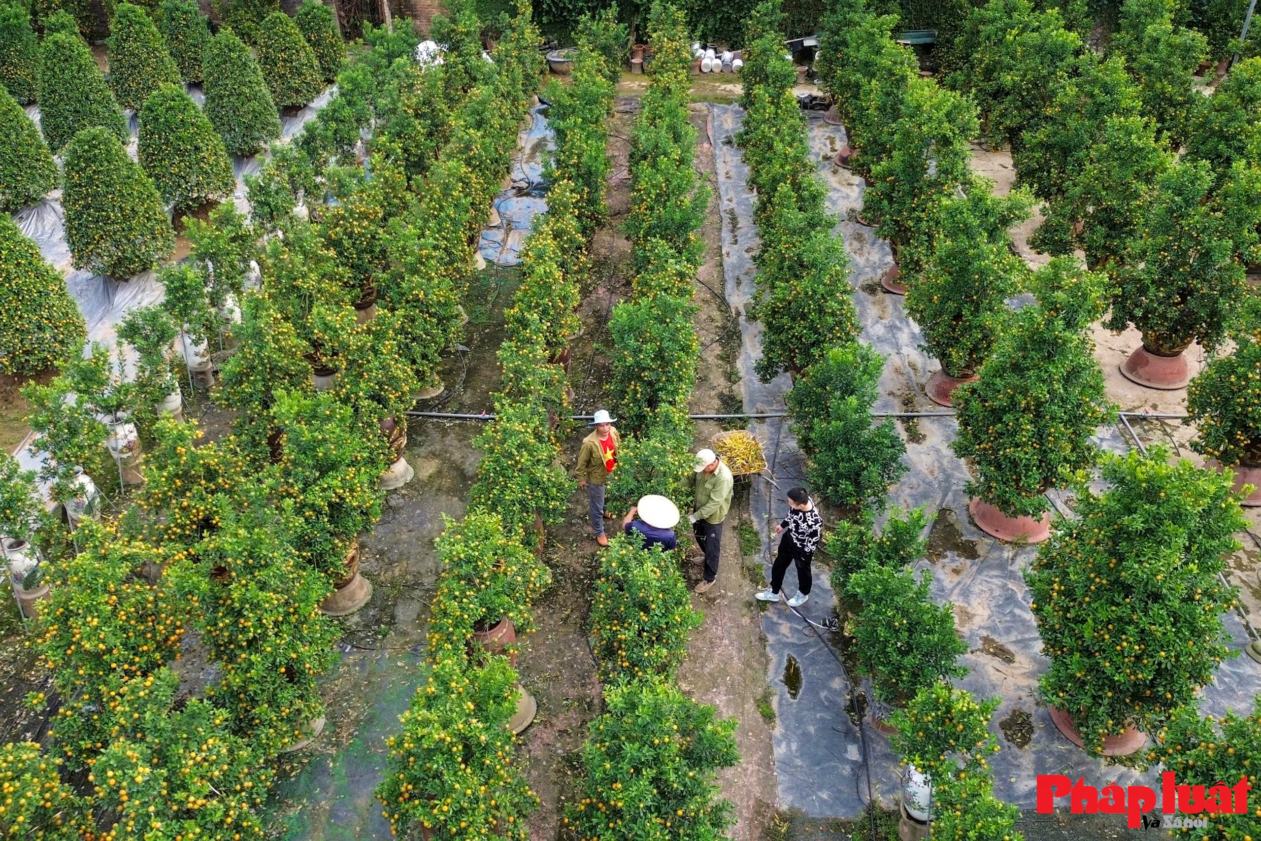 Làng quất Tứ Liên vào vụ tạo thế, tất bật chờ mùa Tết