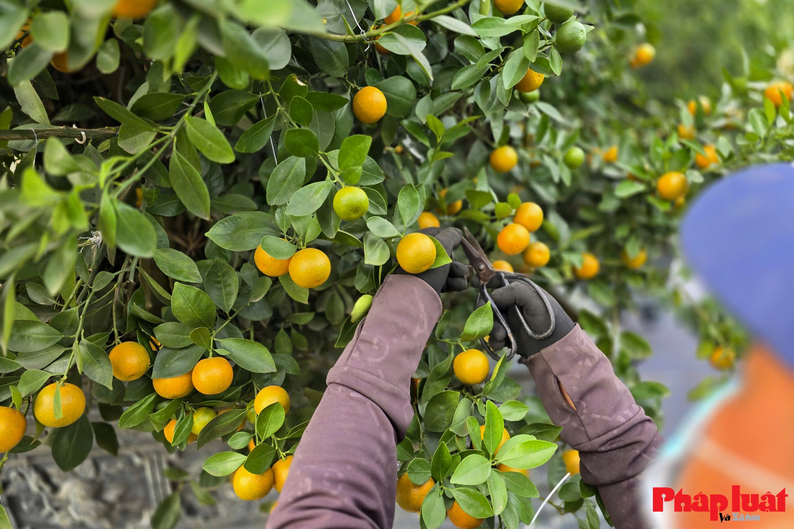 Làng quất Tứ Liên vào vụ tạo thế, tất bật chờ mùa Tết