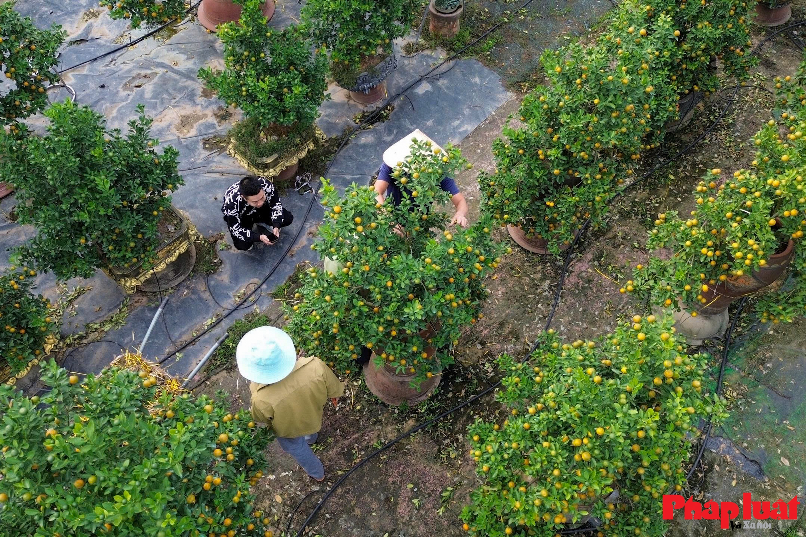 Làng quất Tứ Liên vào vụ tạo thế, tất bật chờ mùa Tết