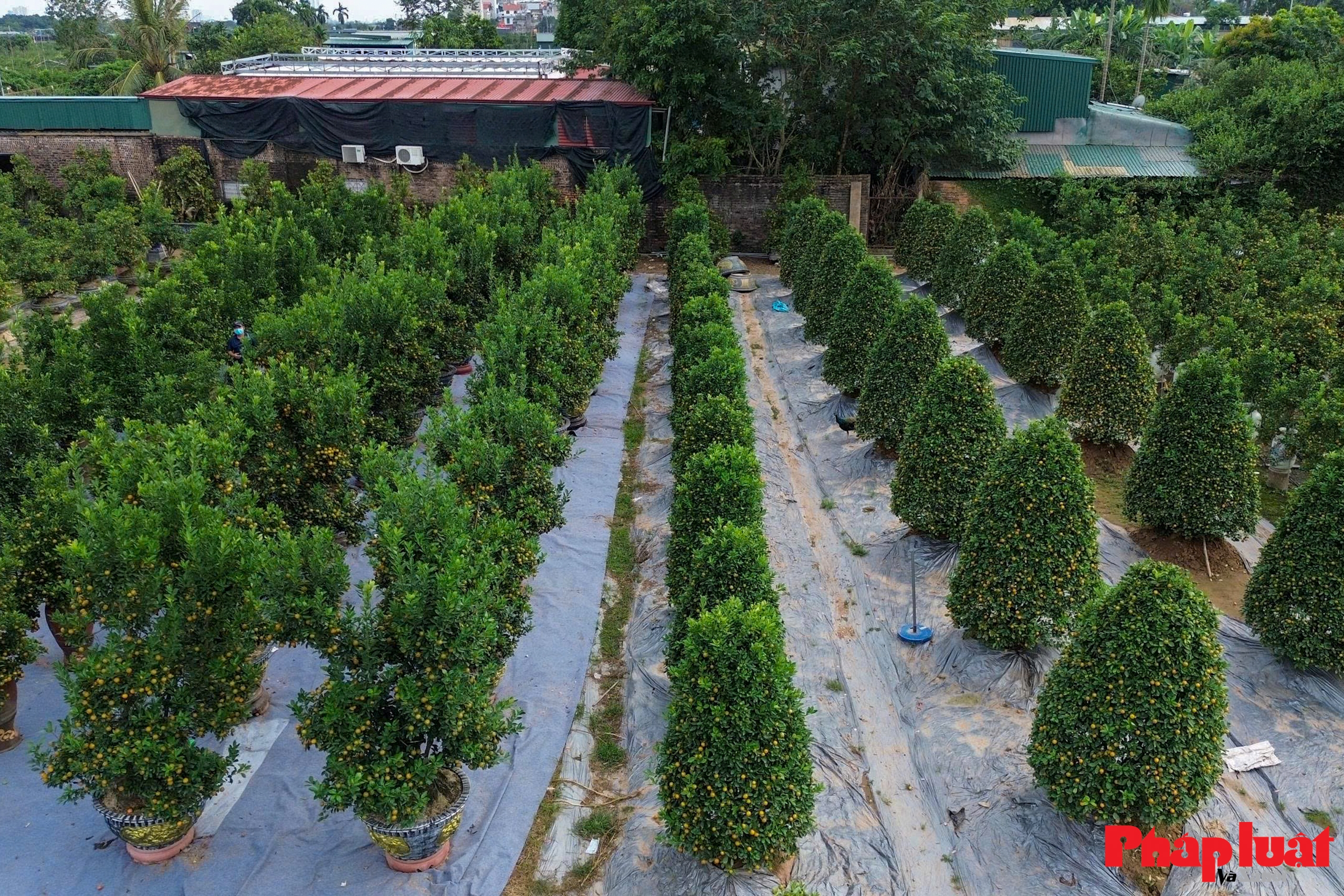 Làng quất Tứ Liên vào vụ tạo thế, tất bật chờ mùa Tết