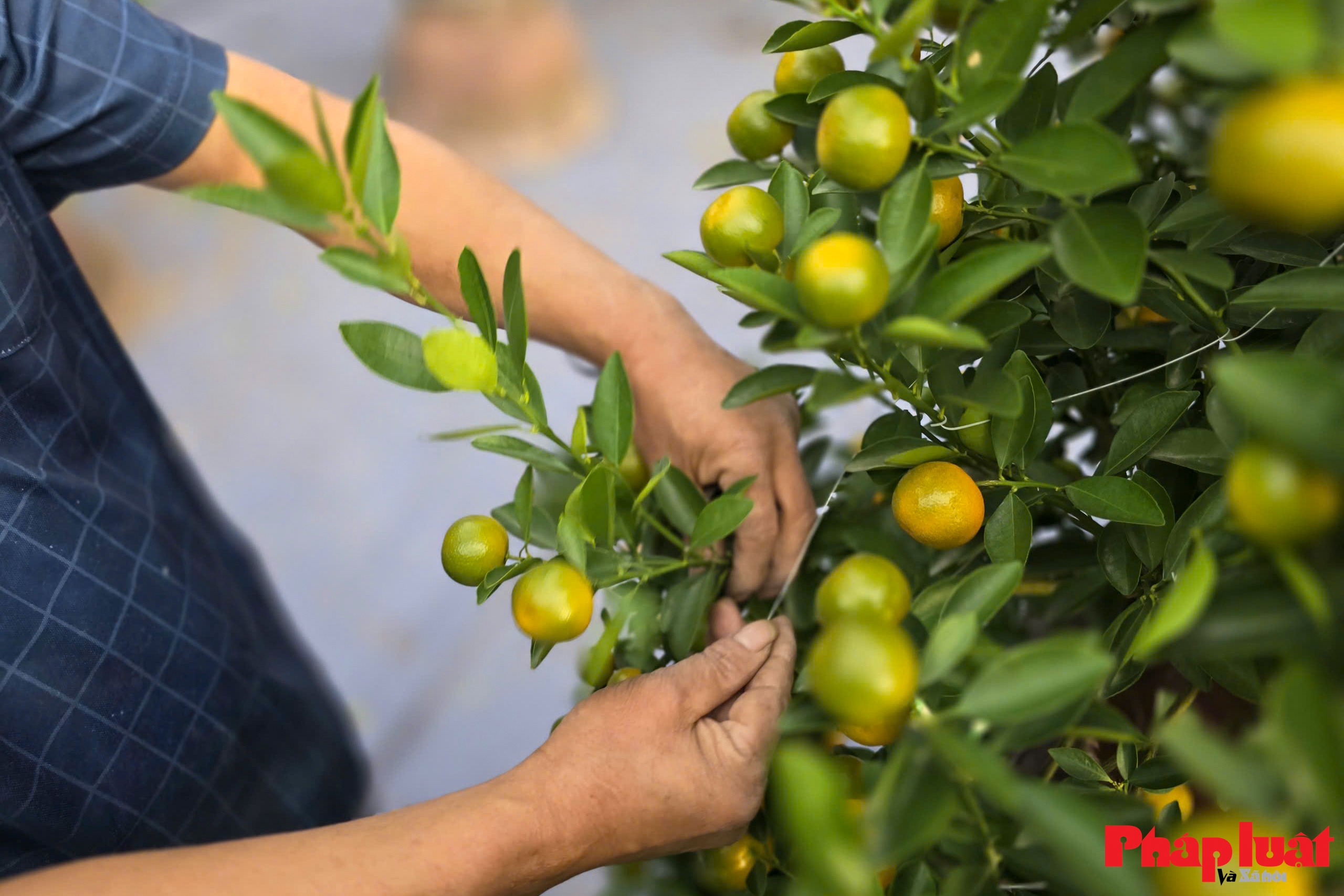 Làng quất Tứ Liên vào vụ tạo thế, tất bật chờ mùa Tết