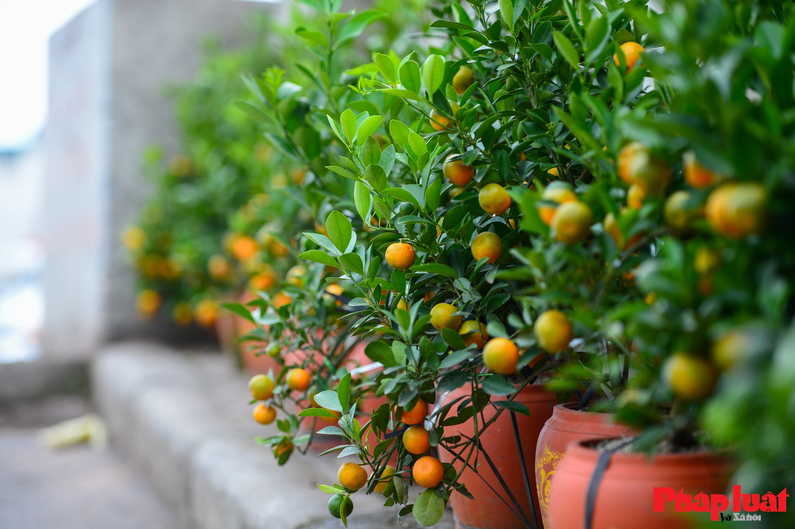 Làng quất Tứ Liên vào vụ tạo thế, tất bật chờ mùa Tết