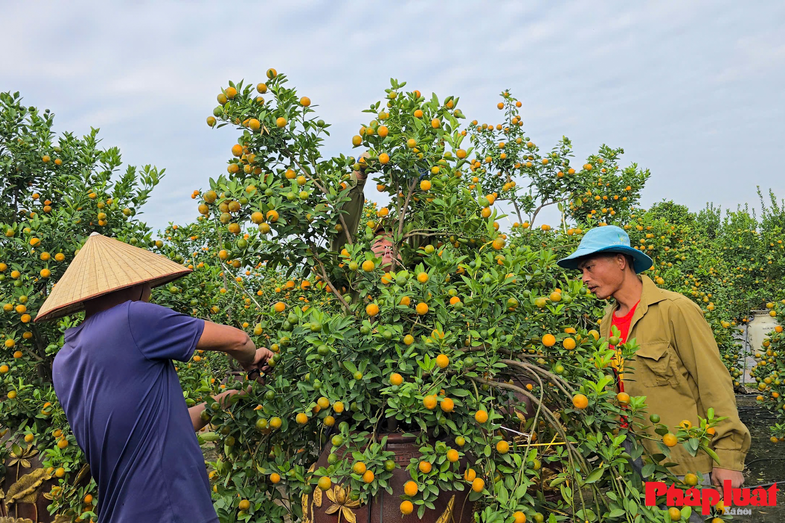 Làng quất Tứ Liên vào vụ tạo thế, tất bật chờ mùa Tết