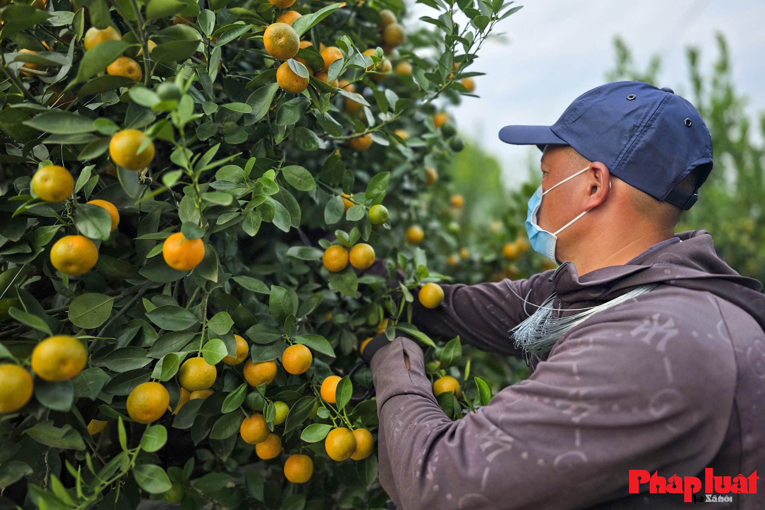 Làng quất Tứ Liên vào vụ tạo thế, tất bật chờ mùa Tết