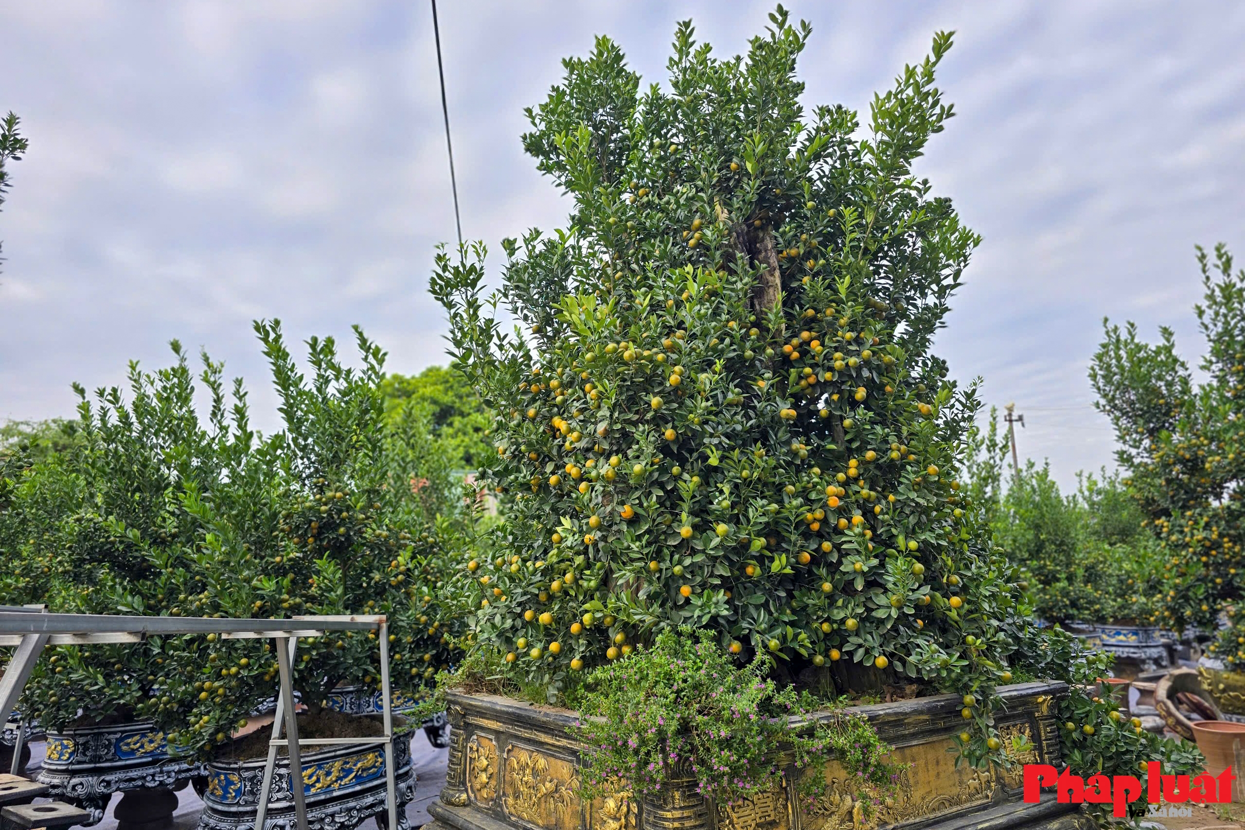 Làng quất Tứ Liên vào vụ tạo thế, tất bật chờ mùa Tết