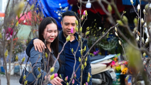 Hoa mộc lan vào mùa, người Hà Nội đón Tết từ sớm